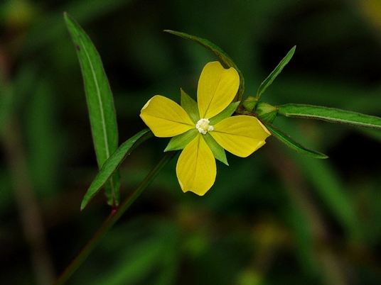 {Ludwigia octovalvis}